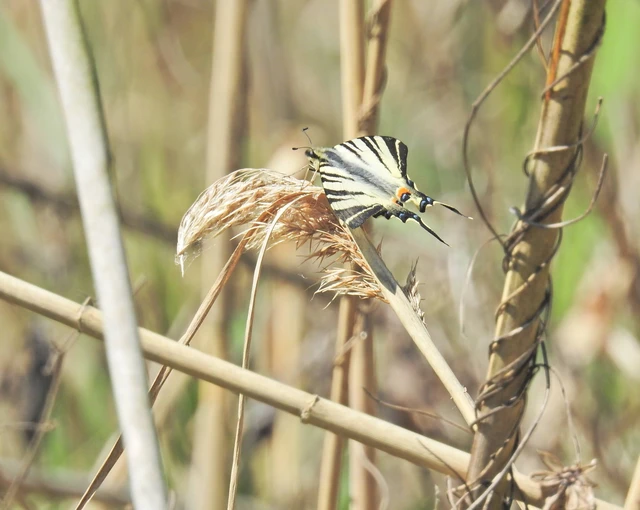 Iphiclides podalirius - kardoslepke