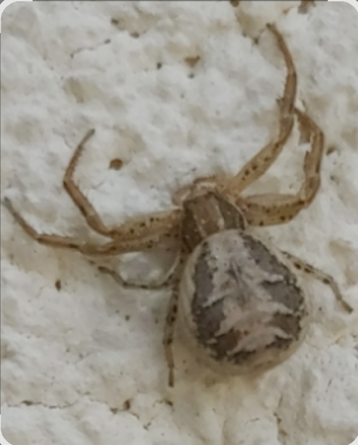 Xysticus