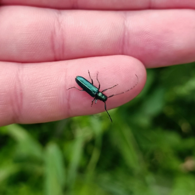 Agapanthia violacea - kék somkórócincér