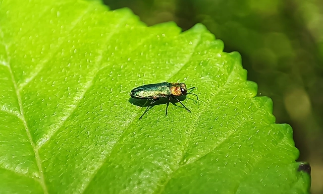 Anthaxia nitidula - ragyogó virágdíszbogár