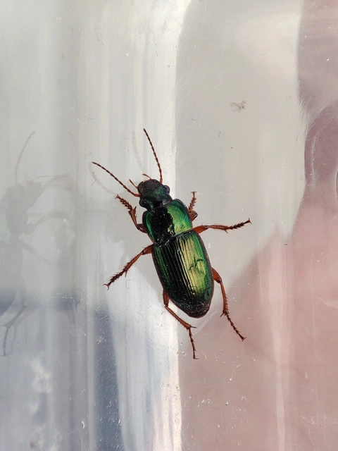 Harpalus affinis - szőrösszárnyú lomhafutó