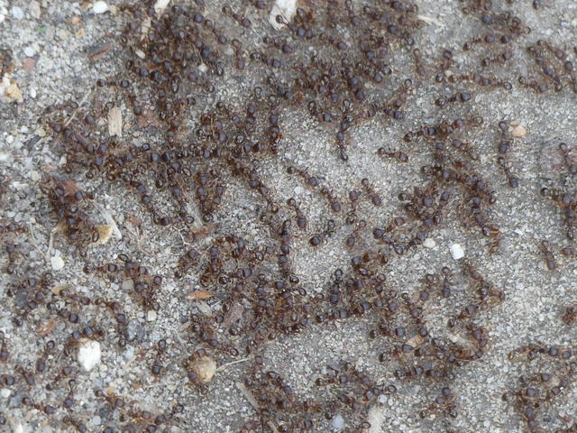 Tetramorium