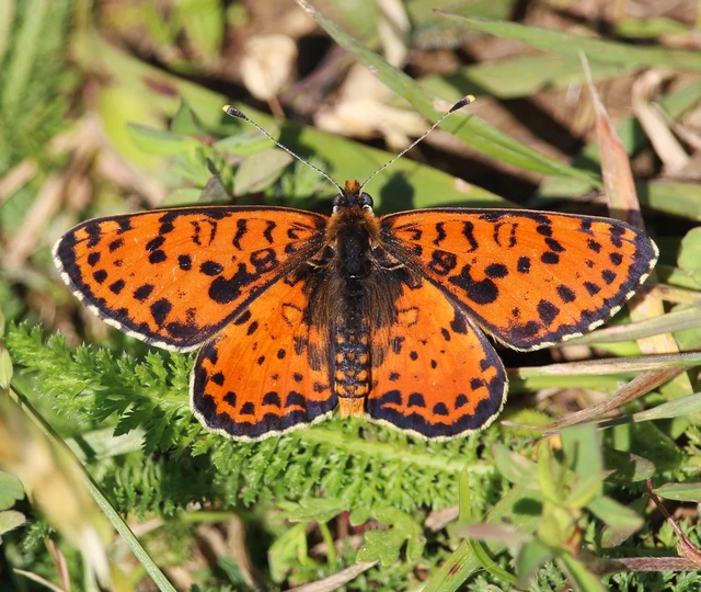 Melitaea didyma - tüzes tarkalepke