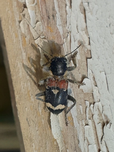 Clerus mutillarius - feketenyakú szúfarkas