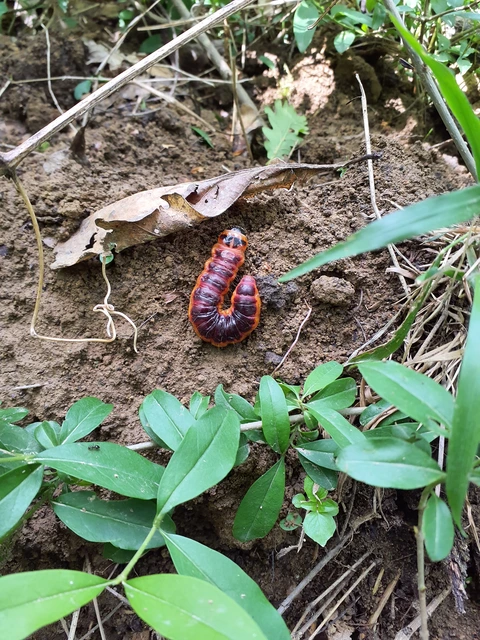 Cossus cossus - fűzfarontólepke
