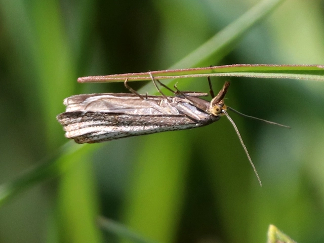 Thisanotia chrysonuchella - tavaszi fűgyökérmoly