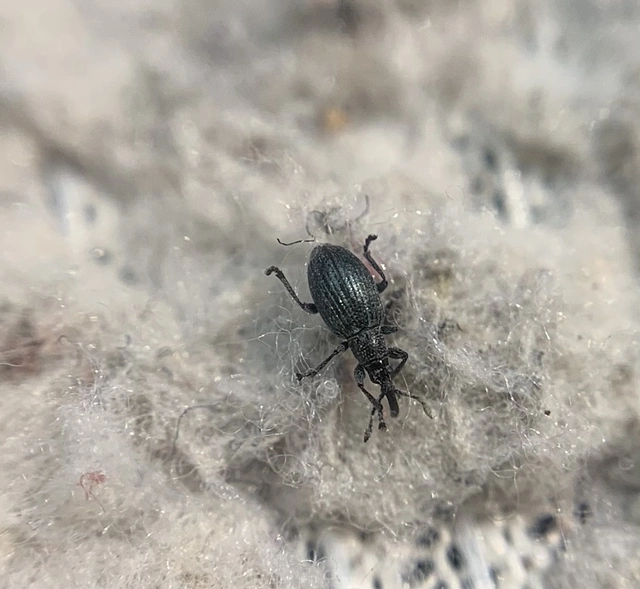 Ceratapion gibbirostre - agyaras cickányormányos Ceratapion gibbirostre - agyaras cickányormányos