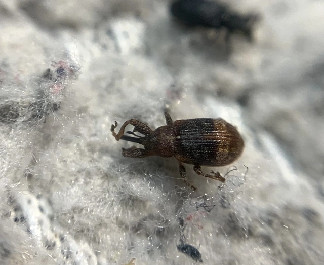 Anthonomus ulmi - szilfa-bimbólikasztó Anthonomus ulmi - szilfa-bimbólikasztó