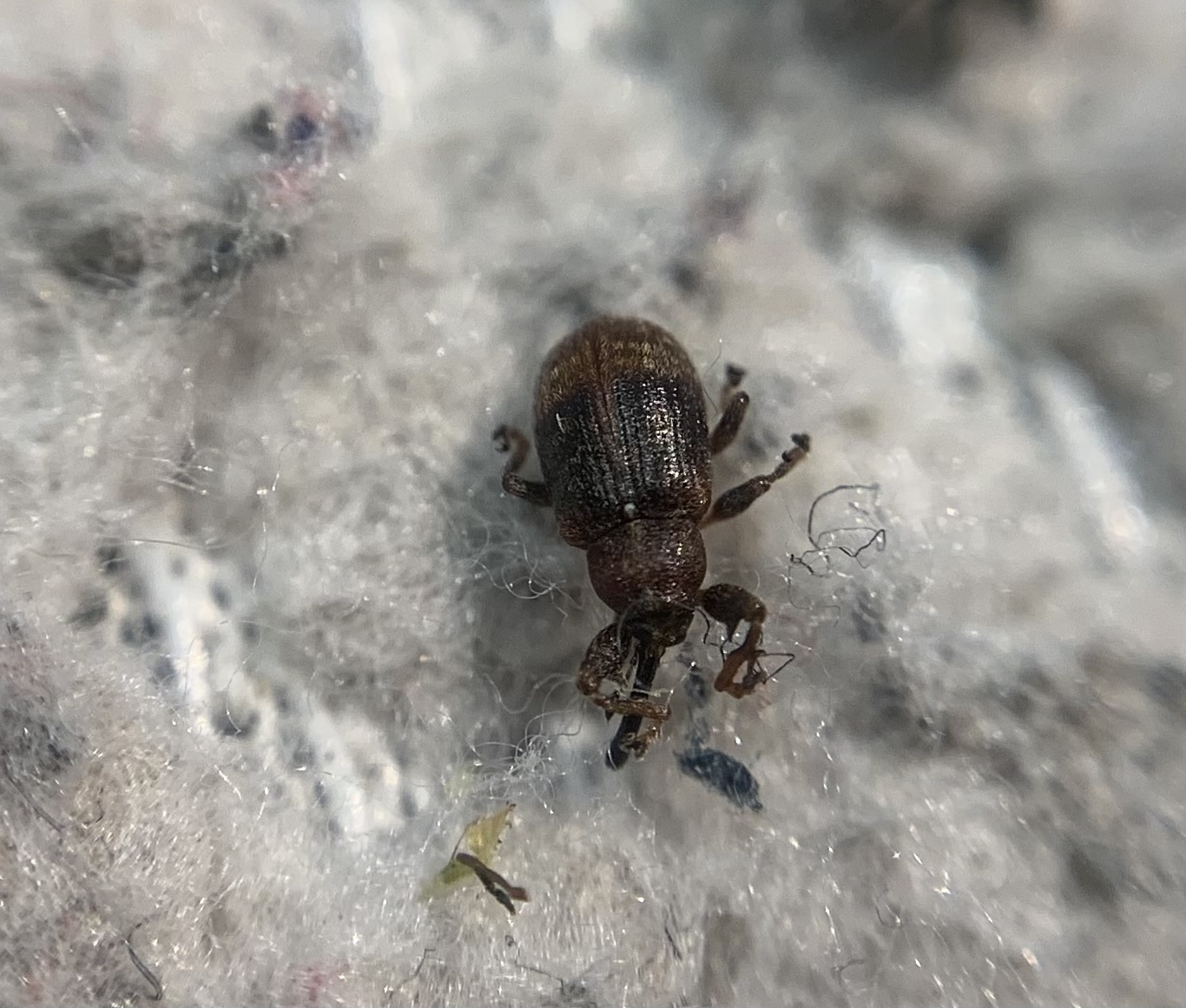 Anthonomus ulmi - szilfa-bimbólikasztó