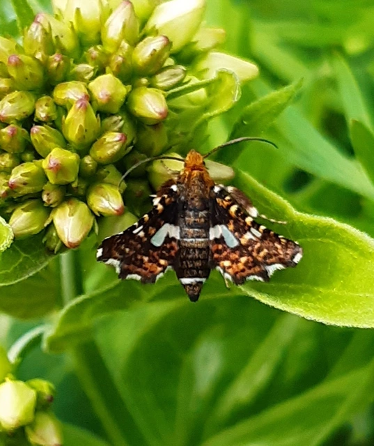 Thyris fenestrella - gyakori ablakosmoly