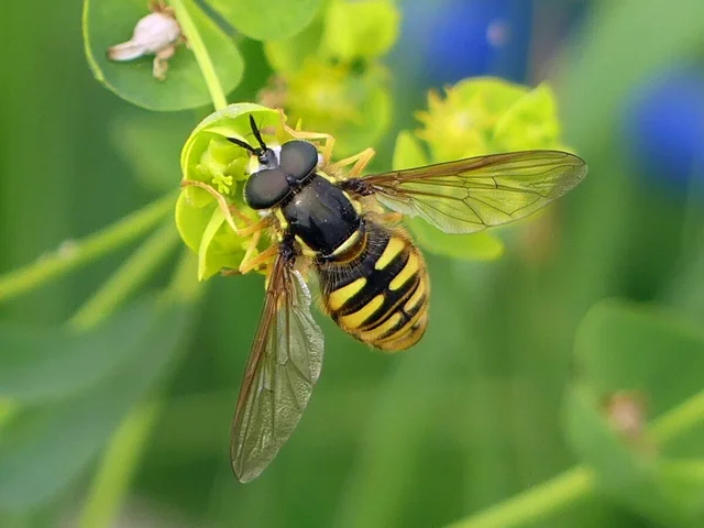 Chrysotoxum