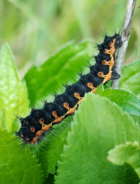 Saturnia pavoniella/pavonia