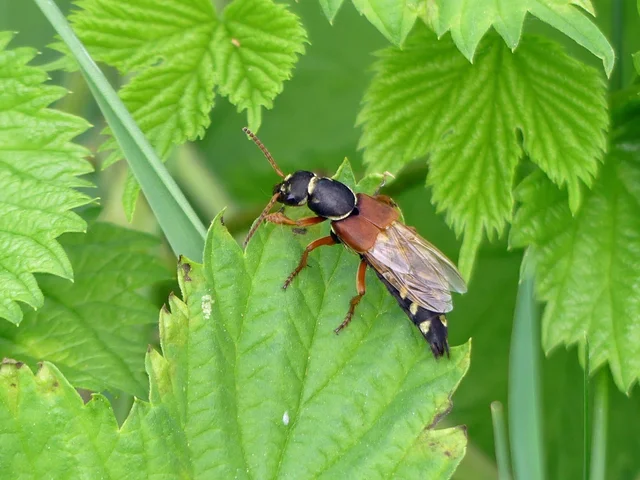 Staphylinus caesareus - aranysujtásos holyva