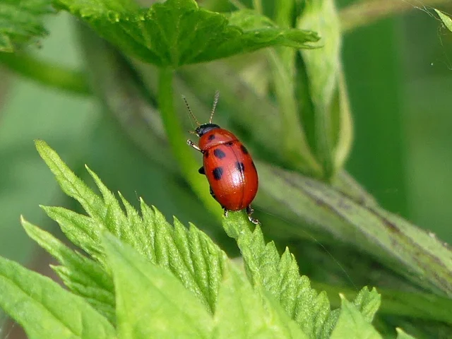 Gonioctena fornicata - közönséges lucernabogár
