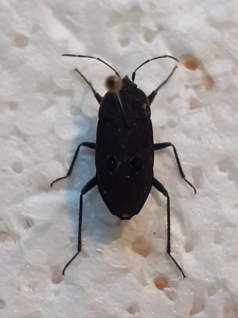 Graptopeltus validus
