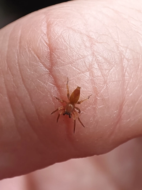 Clubionidae - kalitpókok