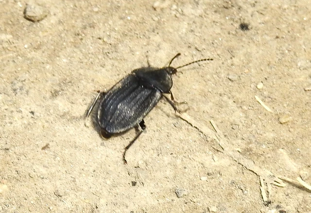 Silpha carinata - karimás dögbogár