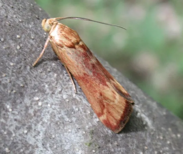 Pterothrixidia rufella - vörös karcsúmoly