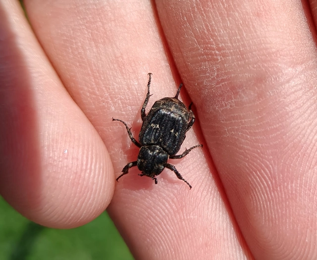Valgus hemipterus - suta virágbogár