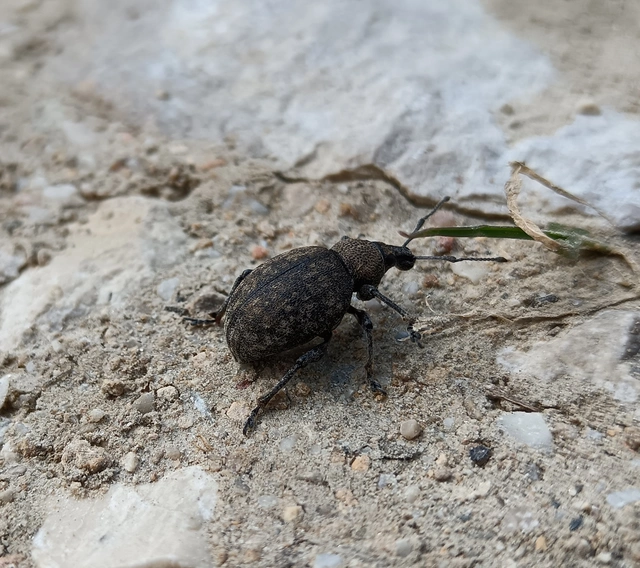 Otiorhynchus ligustici - vincellér-gyalogormányos