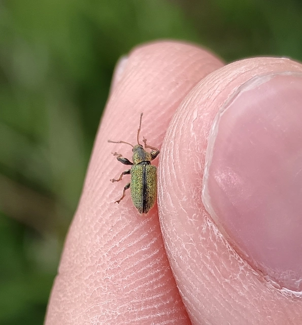 Phyllobius betulinus - változékony levélormányos