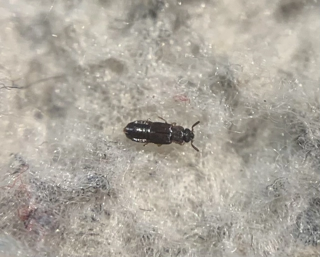 Phloeonomus pusillus - fenyves kéregholyva