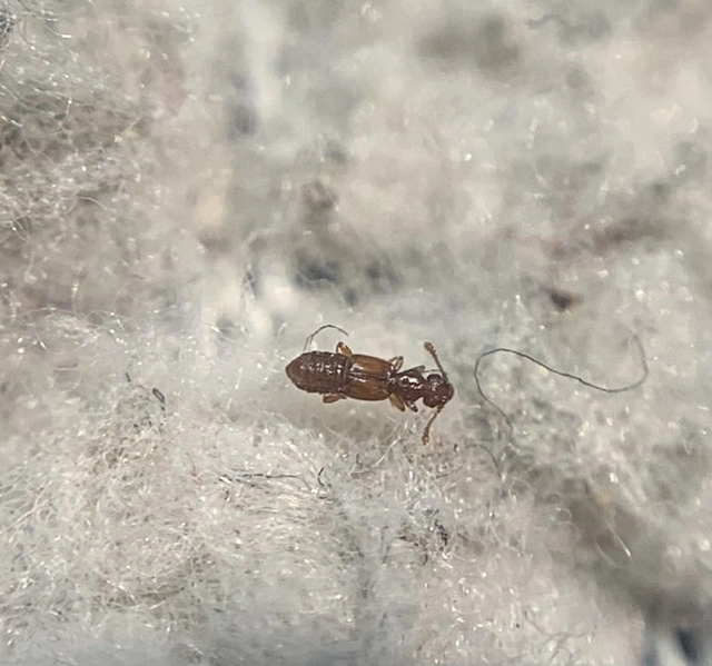 Euplectus punctatus - pontozottnyakú tapogatósbogár