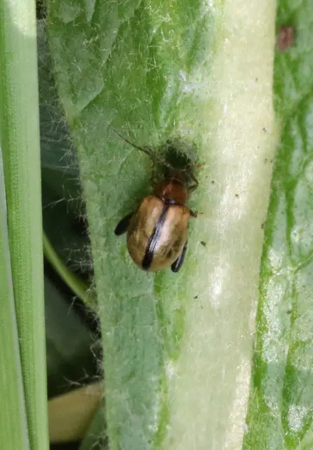 Longitarsus