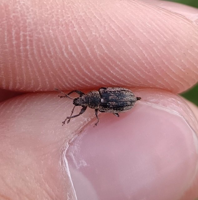 Phyllobius pyri - gyümölcsfa-levélormányos