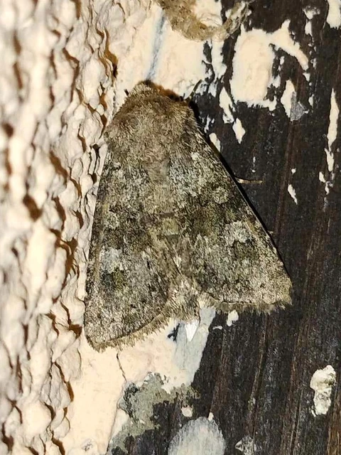 Hecatera dysodea - parajbagoly