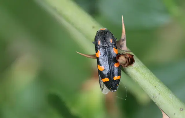 Ptosima undecimmaculata - sárgafoltos díszbogár