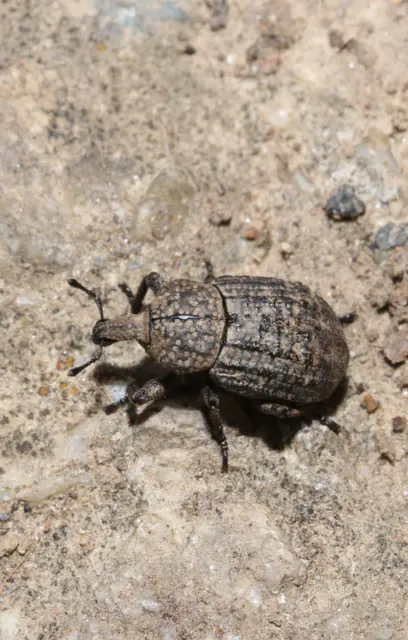 Minyops variolosus - nyugati bordásormányos