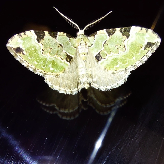 Colostygia pectinataria - zöld levélaraszoló
