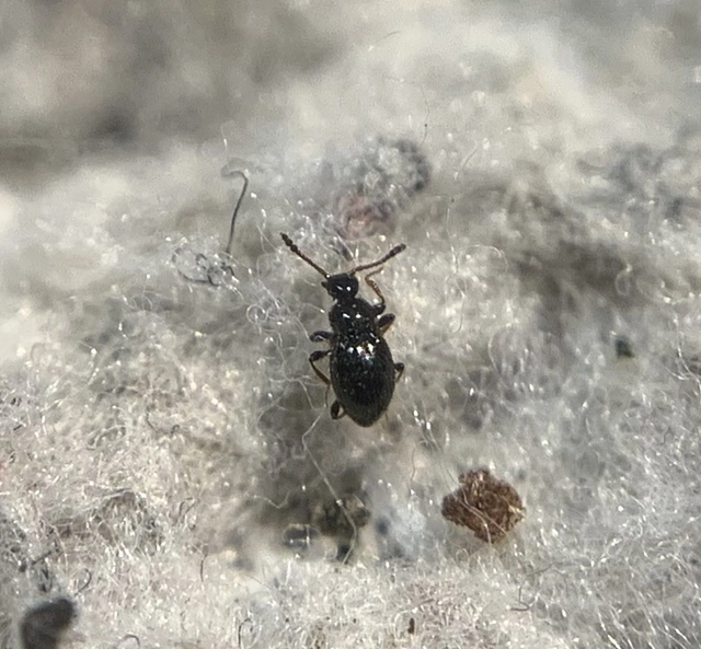Euconnus wetterhallii