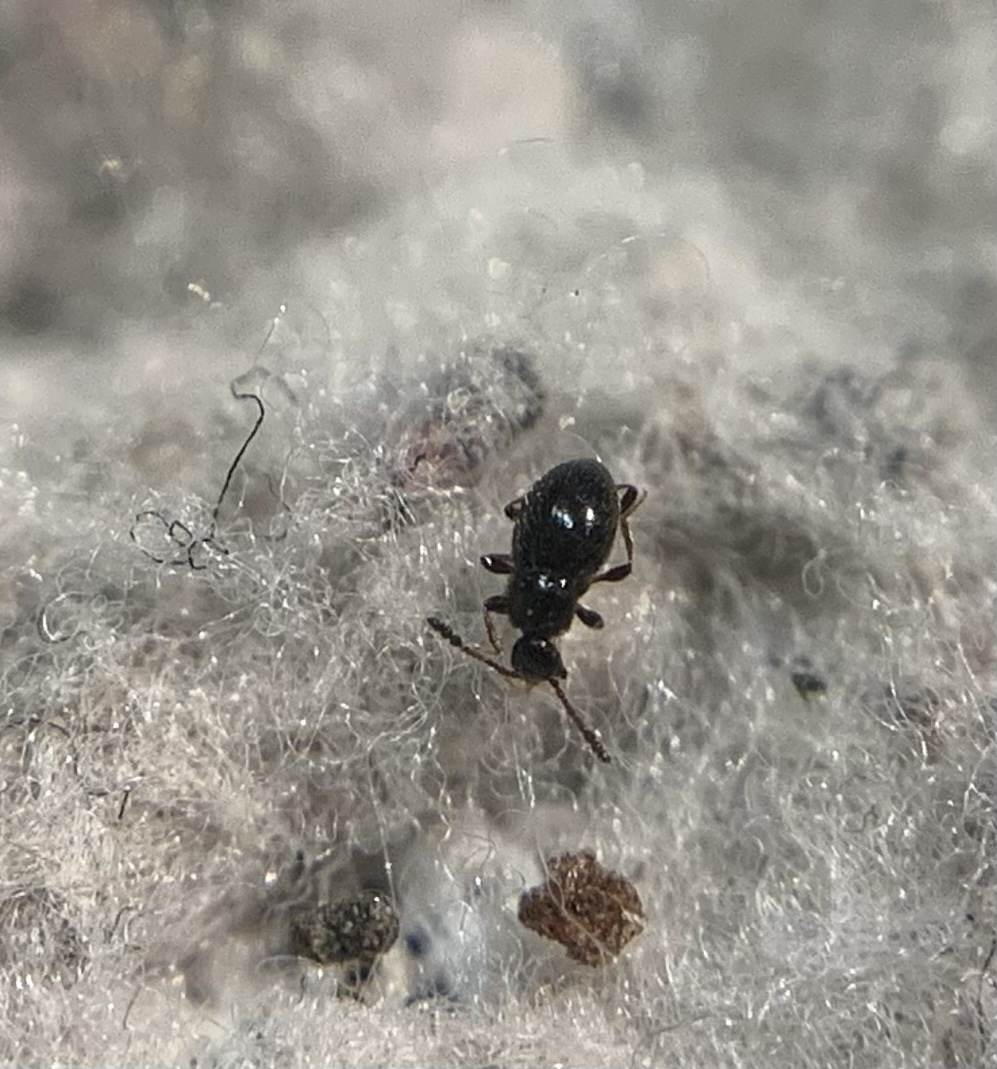 Euconnus wetterhallii