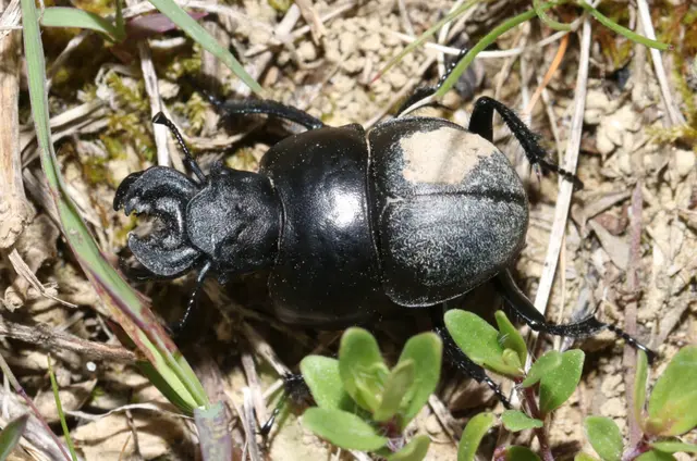 Lethrus apterus - nagyfejű csajkó