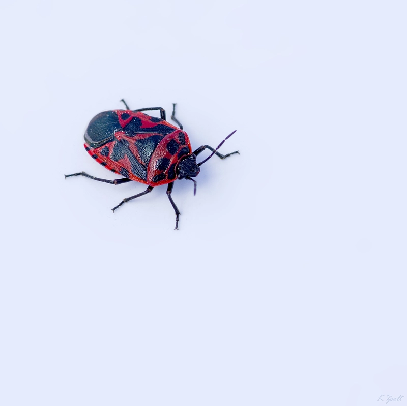 Eurydema ventralis - káposztapoloska