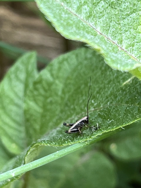 Pholidoptera griseoaptera - szürke avarszöcske