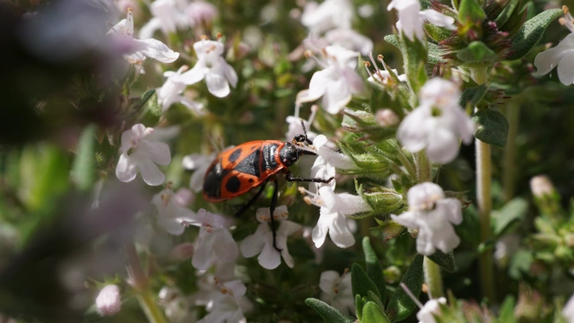 Pyrrhocoris apterus - verőköltő poloska