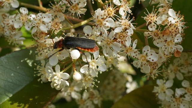 Cantharis rustica - suszterbogár