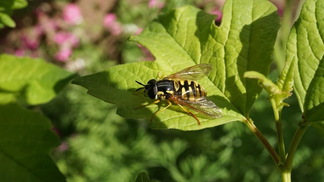 Chrysotoxum