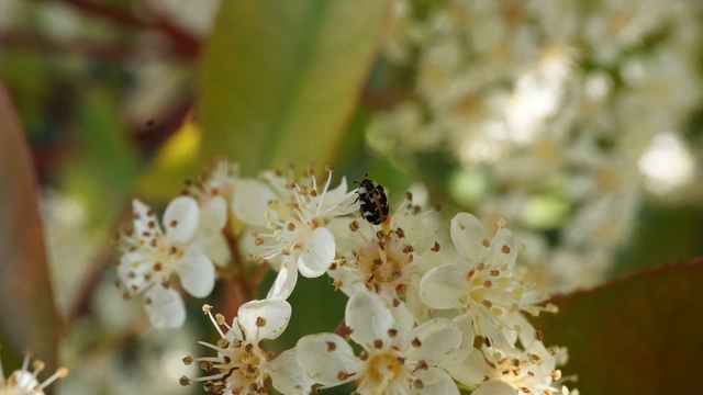 Anthrenus scrophulariae - nagy múzeumbogár