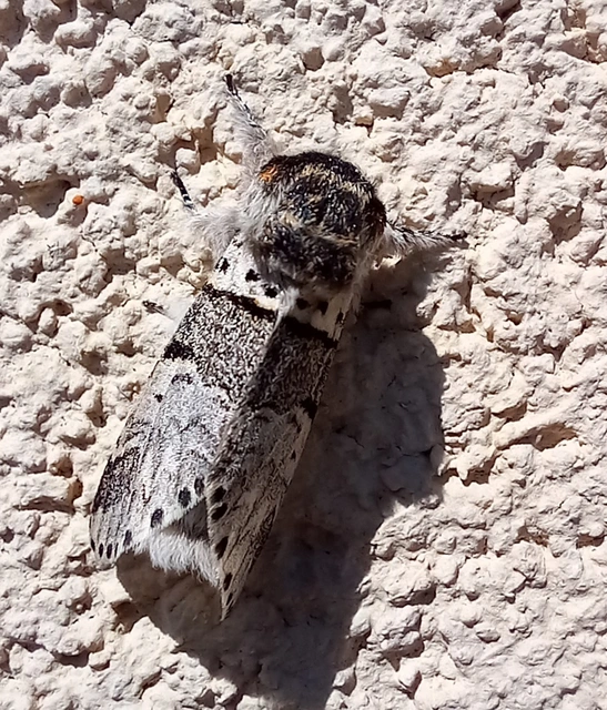 Furcula furcula - szürke púposszövő