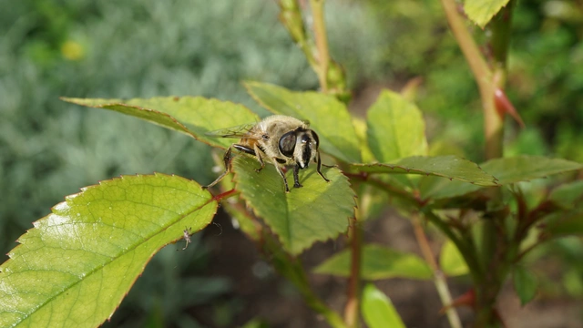Eristalis tenax - közönséges herelégy