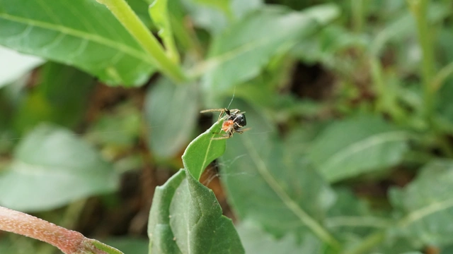 Heliophanus