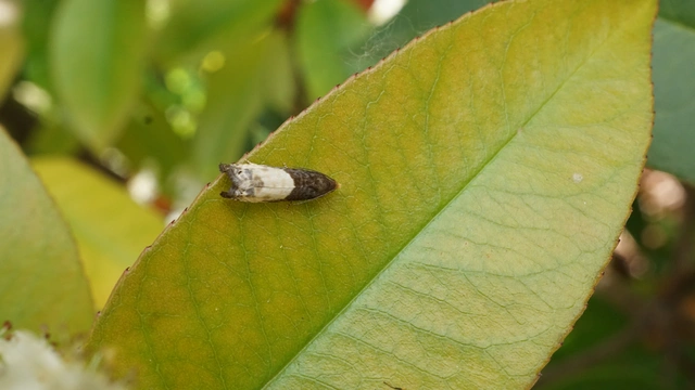 Notocelia cynosbatella - rózsahajtás-tükrösmoly
