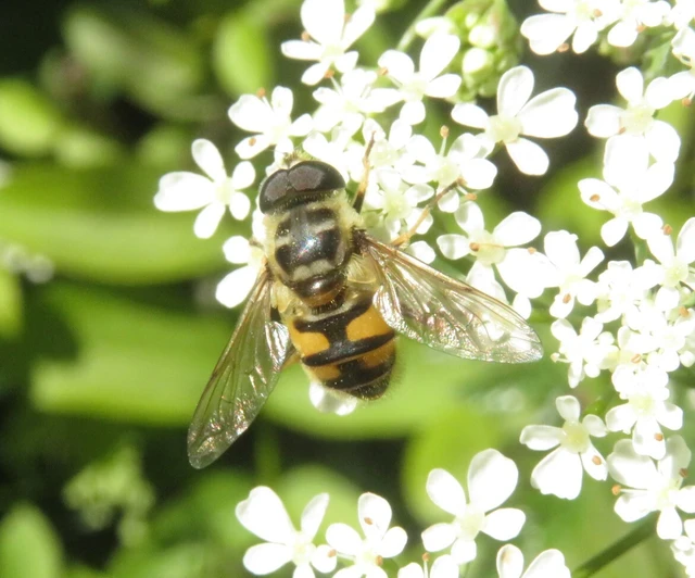 Myathropa florea - halálfejes odúlégy