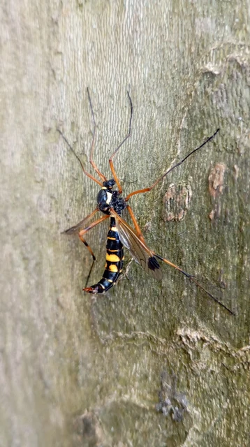 Ctenophora