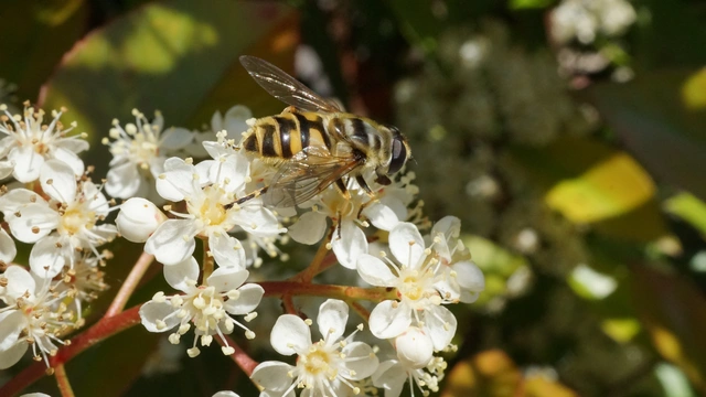 Myathropa florea - halálfejes odúlégy