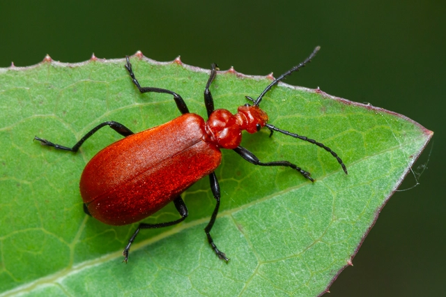 Pyrochroa serraticornis - közép-bíborbogár